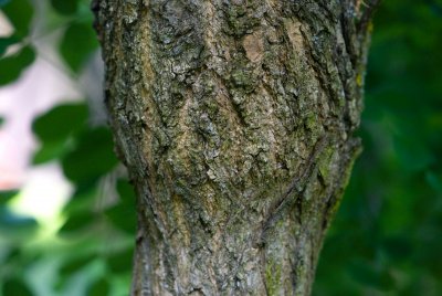 Sophora japonica 'Pendula' - jerlín japonský - borka